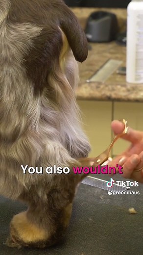 English Cocker Spaniel Grooming Tutorial with Michell Evans