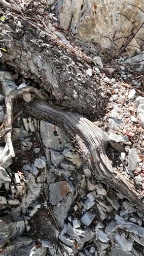 Unseen Legendary Mountain Tree in Steep Rocks Into Epic View #nevada #mtcharleston #tree