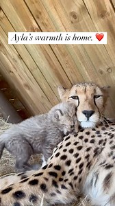 A mother’s love—strong, patient, and always there. ✨ Ayla’s little one is full of energy, climbing all over her, but in between the playful moments come the quiet ones—filled with warmth, trust, and love. 💛 #cheetahs #babyanimals | Cheetah Experience