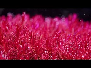 #plantedtank #aquascape #aquascaping Rotala Rotundifolia" blood red " 4 months growing