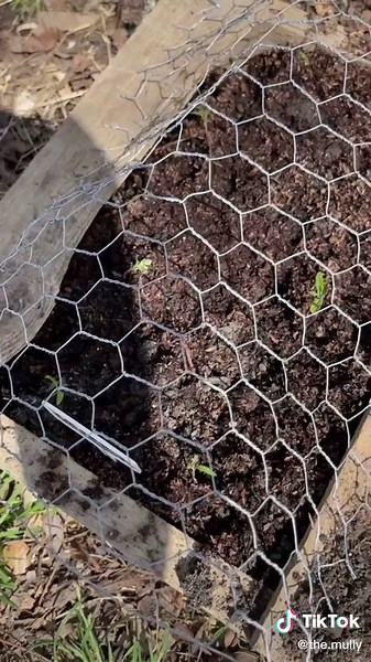 Garden Chicken Protection: Keeping Chickens Out of Your Garden