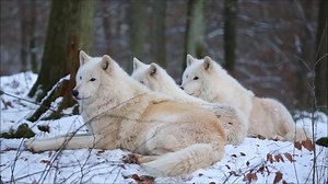 797K views · 1.3K reactions | Arctic Wolfpack Howling! via: ViralHog Pass it on | Sun Gazing | Facebook