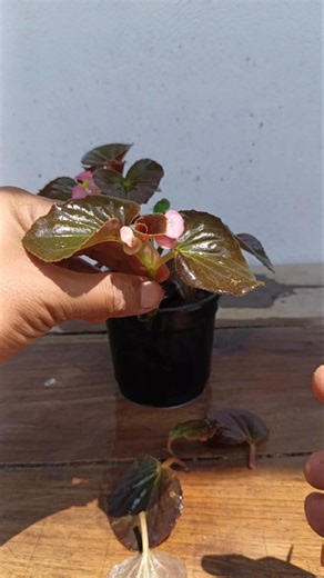 Begonia plant propagation 🌿