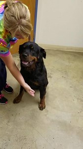 Meet Halo, he came to the shelter on 6-20-16. We cannot believe this boy is still here, has done well with other dogs. He has shown signs of resource guarding (food aggression), so we are not recommending him with small children. Not only is this boy handsome, but you can see how sweet he is in this video...please help us share for him! Petfinder.com/petdetail/35490073 | Richland County Dog Warden's Office & Shelter