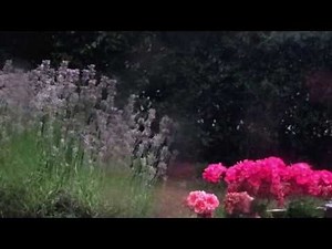 Telemann's Cello Sonata in D Major, TWV 41:D6