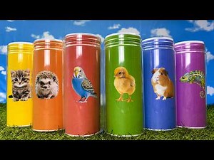 Pets: Kitten, Cat, Chick, Parakeet Bird, Guinea pig, Hedgehog, Chameleon