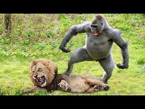 Lions Hunt Baby Gorilla, Herd Gorilla Panic Carry Baby On His Back Run Away, Baboon vs Wild Dogs