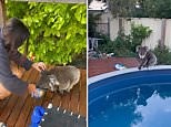 Adelaide woman finds a koala in her backyard balancing above a pool on hot day