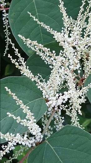 Les bienfaits des plantes - La renouée du Japon - Reynoutria japonica - Les visites de Spagyrusz.