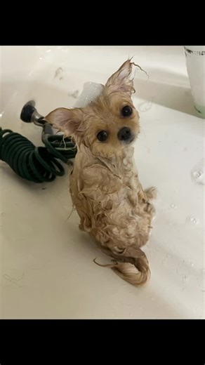 Seriously getting puppy fever over here. This is Veronica, she’s 3lbs at 7 months. I just can’t handle the cuteness#dog #dogsofinstagram #dogofthebayarea #pomeranian | Bubbly Dog Grooming Boutique