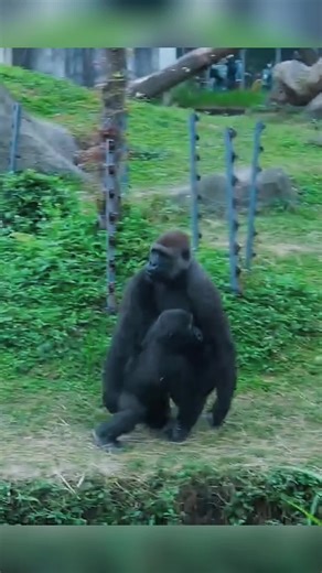 Jabali Can’t Handle Ringo’s Energy—Tayari Pushes Ringo Away#gorilla #foryoupage #foryou #usa #fypシ