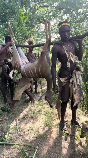 Hadzabe Hunters Secure Antelope for Forest Journey | Traditional Survival Skills