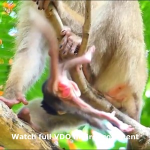 192K views · 2K reactions | OMG! Baby Monkey Falls from Tree After Climbing Too High With Another Monkey. Check full VDO in first comment | Cute monkey family | Facebook
