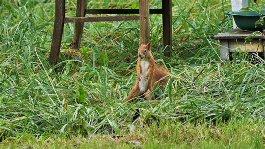 松鼠 啮齿动物 动物 - Free video on Pixabay