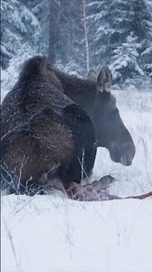 Bull moose shows dominance for cow giving birth and scares off wolves #animals #wildlife #nature