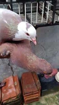 SIAPA KATA MERPATI RAMPOK KW GA BISA?! GIRINGNYA KEREN PARAH LHO!