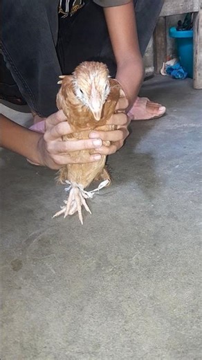 kukoroku kukoroku murga bole🐓🐔🦃 #foryou #sortvideo #animals #funny #fypシ #viralshorts