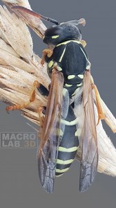 125K views · 1.8K reactions | Paper wasp sleepy in the morning, allows to shoot itself closely: | MacroLab3D | Facebook