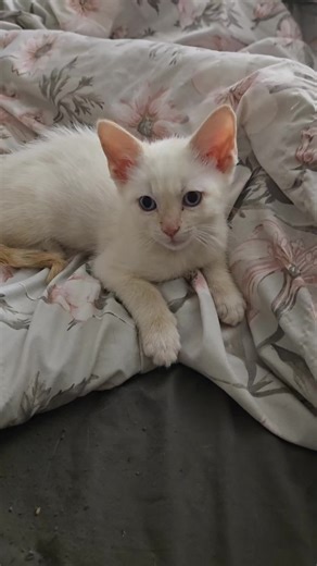 It's like looking in a fun house mirror sometimes 🤣🤣 #whitecat #cutecat #catlover #trend #kitty