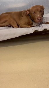 🚨🚨MIAMI FL- Urgent ‼️ Poor Lion #A2665102 He can’t take it anymore 💔 Panting and shaking in his kennel 😥 This is what 357 days behind bars does to a dog. Lion is a gentle, sweet boy who just wants to be loved and feel safe. The shelter has taken such a toll on him, and he truly needs out. Please consider adopting or fostering Lion. One act of kindness could change his entire world 🙏 🚨Located at: Miami-Dade Animal Services 🚨‼️Miami Dade Animal Service 3599 NW 79th Avenue, Doral, Florida 33