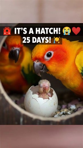 First Chirp! 🐣 Listen to the baby Sun Conure! #sunconure #parrot #shortsfeed #shorts #babyconure