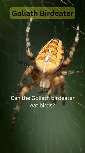Goliath Birdeater: Watch the World’s Largest Spider Hunt! #spider