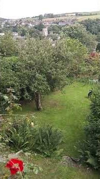 Bramble the Border Collie chasing ball in Rothbury