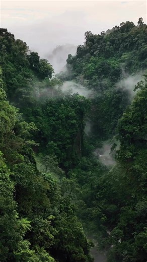 Nature Forest 4K Video - Captivating Nature Views