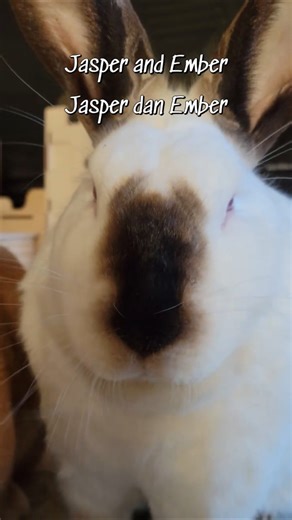 Jasper and Ember Eating Breakfast (Jasper dan Ember sedang sarapan)