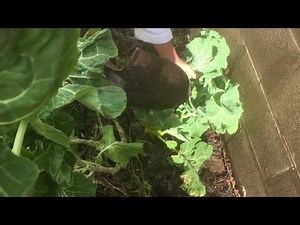 How To Grow A Collard Green Tree From Cuttings