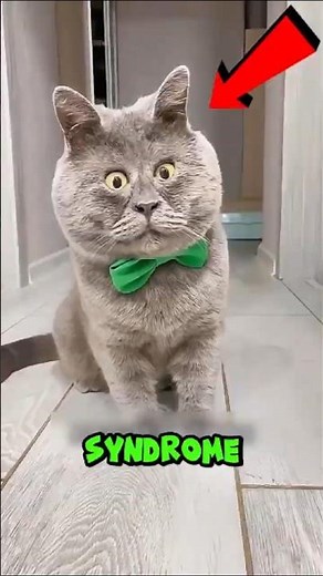 The Truth About Down Syndrome Cats