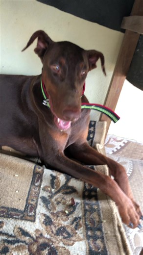 Adopting a Doberman: What You Need to Know