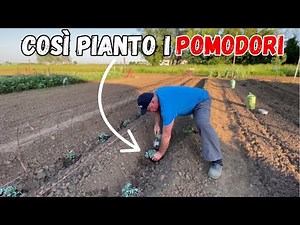 TRANSPLANTING TOMATOES: the furrow method!
