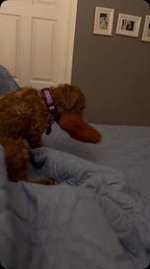 Meet Sammi!! Sammi is a 7 lb Miniature Poodle who is 9 months old. She is very shy, but once you earn her trust, you will be rewarded with lots of love and snuggles. She will sit in her foster mom’s lap all day while she works from home and loves to be carried around. While she is not high energy, Sammi does get bursts of energy where she is playful. Her foster family loves to watch her lope around their house and backyard. Squeaky toys are her favorite. She is gets along well with other dogs an