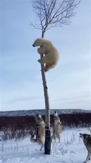 Wolves Attack Below as the Bear Clings to the Tree — Then It Breaks