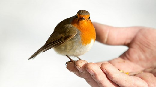 What Is Broken Bird Syndrome?