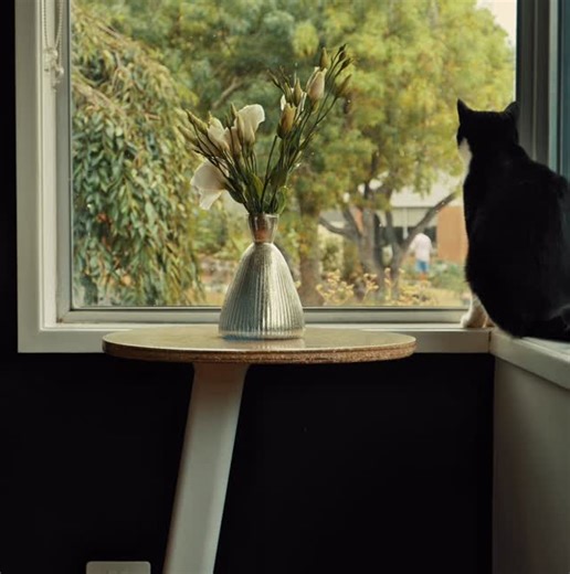 SHELLS COLLECTION on Instagram: "🐈‍⬛🍳🥚🐣"