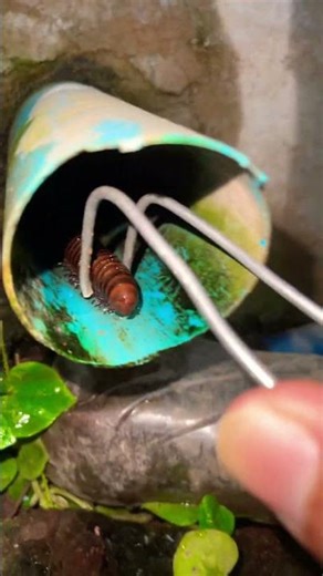 Millipedes Creeping inside bathroom hole try catch out with dig sound #shorts #millipede