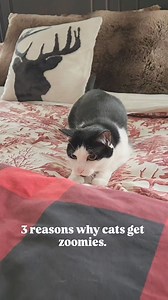 Why do cats get the zoomies? Audio: prideofkittycats #zoomies #catscience #catfacts #catzoomies #catscatscats | oreoandpumpkinspice | Facebook