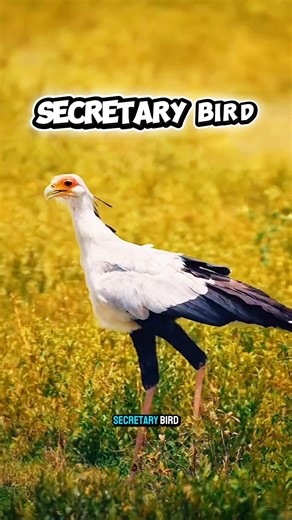 Secretary Bird vs Deadly Snakes 🐍 | The Real Snake Killer in Action (Unbelievable Speed!)