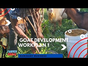 Jamaica Goat Expansion Work Plan 1