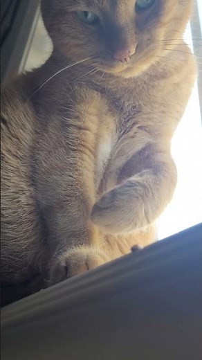 When a Bug Messes with the Wrong Cat 🐾