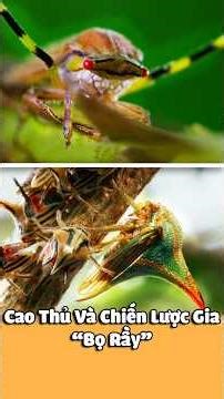 Cao Thủ Võ Công Và Chiến Lược Gia Trong Thế Giới Bọ Rầy.