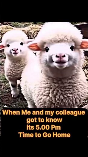 This video will make your Day ✌️