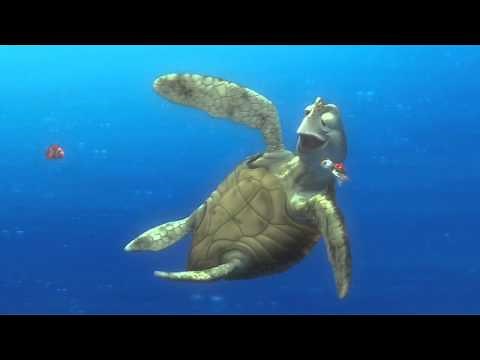 Finding Nemo Turtle Scene