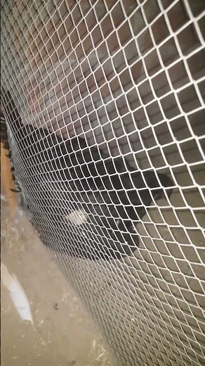 pigeon sound #please subscribe