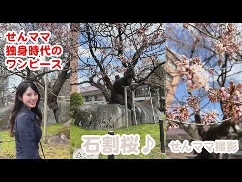 🍓小川千奈🧸 石割桜を見てきたせんちゃん🍓🧸せんママ独身時代のワンピースをもらう🍓【ウェザーニュース切り抜き】SENNA OGAWA