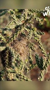 The cactus wren is a charismatic bird found in desert habitats, especially around cholla cacti. Their nests are bundles of sticks packed into these spiny plants. Listen for their distinctive voice! #CactusWren #DesertBirds #Wildlife #Nature #BirdWatching From: Expeditions with Patrick McMillan S3 Ep3 | Real Wild