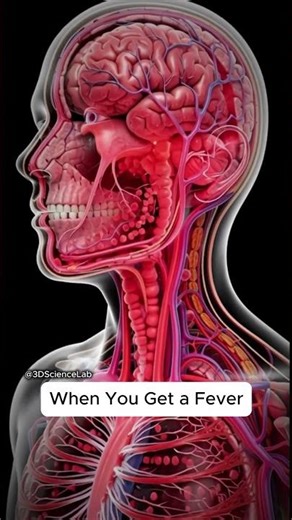 What REALLY Happens When You Get a Fever | 3D Animation