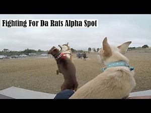 Insanely Aggressive Chihuahua IGNORES the FEMALES! Barking Rat